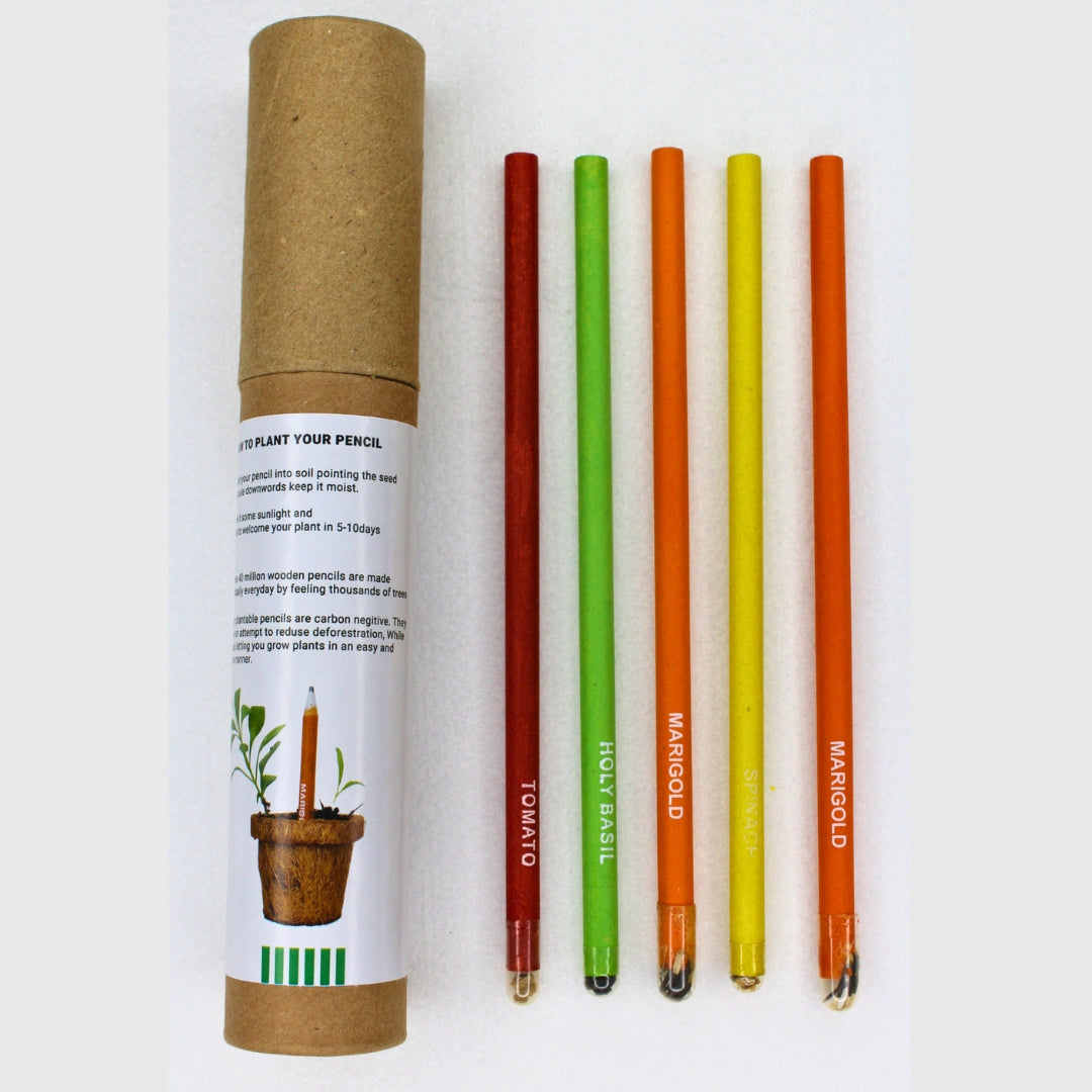 Seed Pencil (pack of 5 with Brown Tube)